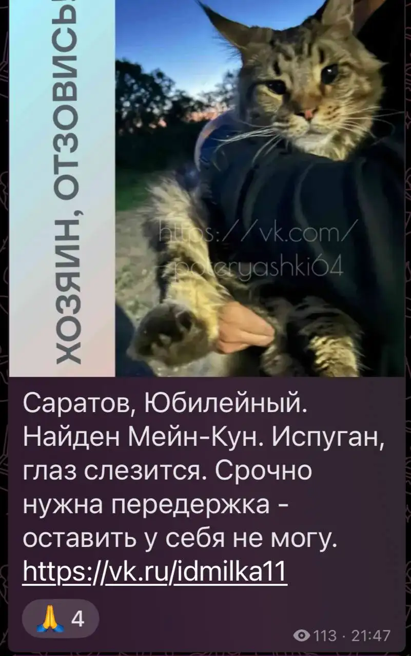 Потеряшка Мейн-кун, ищу хозяев - Кошки (Животные) в Саратов