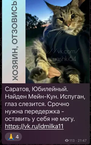 Потеряшка Мейн-кун, ищу хозяев - Животные в Саратов