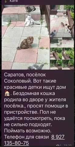 Потерянные животные в Саратове - Животные в Саратов
