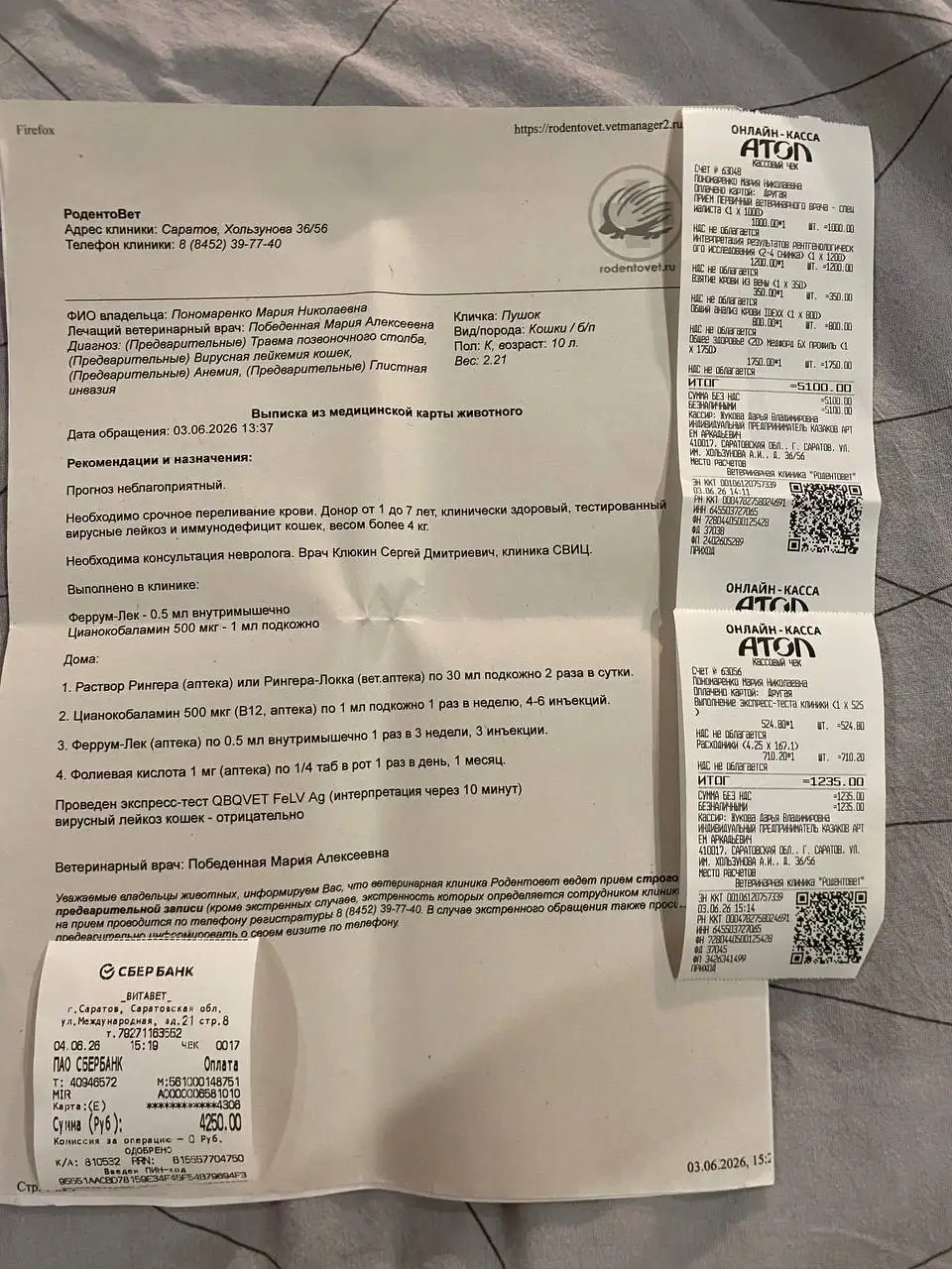Сбор на оплату клиники для кота Пушка - Благотворительность, помощь животным (Животные) в Саратов