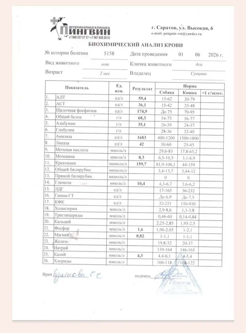 Сбор средств на лечение АКИ - Потеряшки (Услуги) в Саратов
