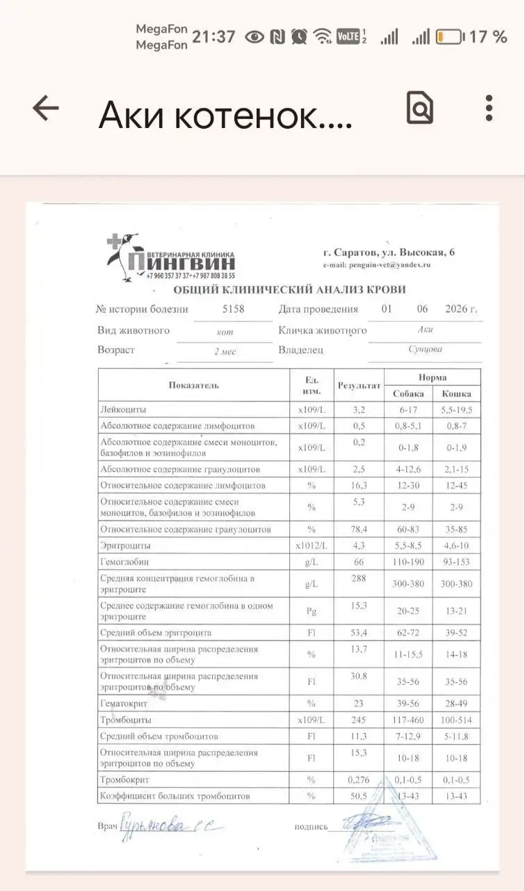 Сбор средств на лечение АКИ - Потеряшки (Услуги) в Саратов