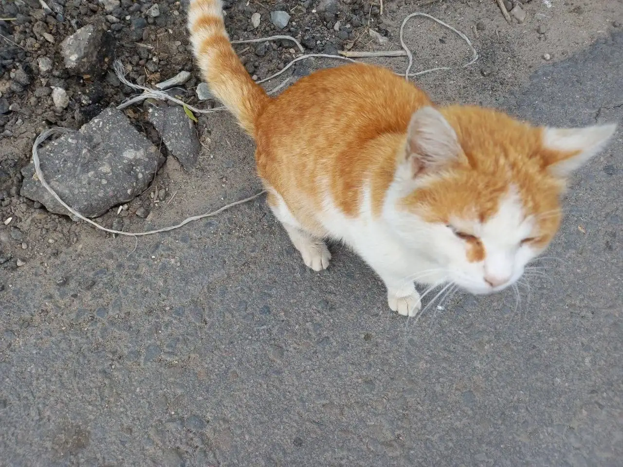 Найден котик на 1ой дачной - Кошки (Животные) в Саратов