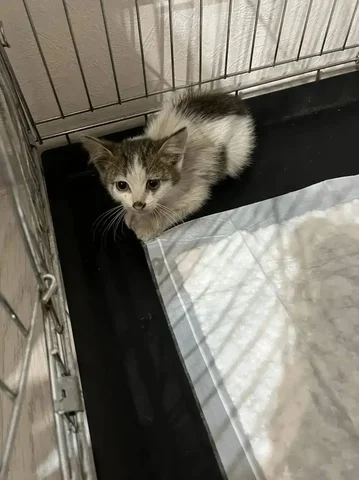 Передержка котенка в Саратове - Отдам в добрые руки в Саратов