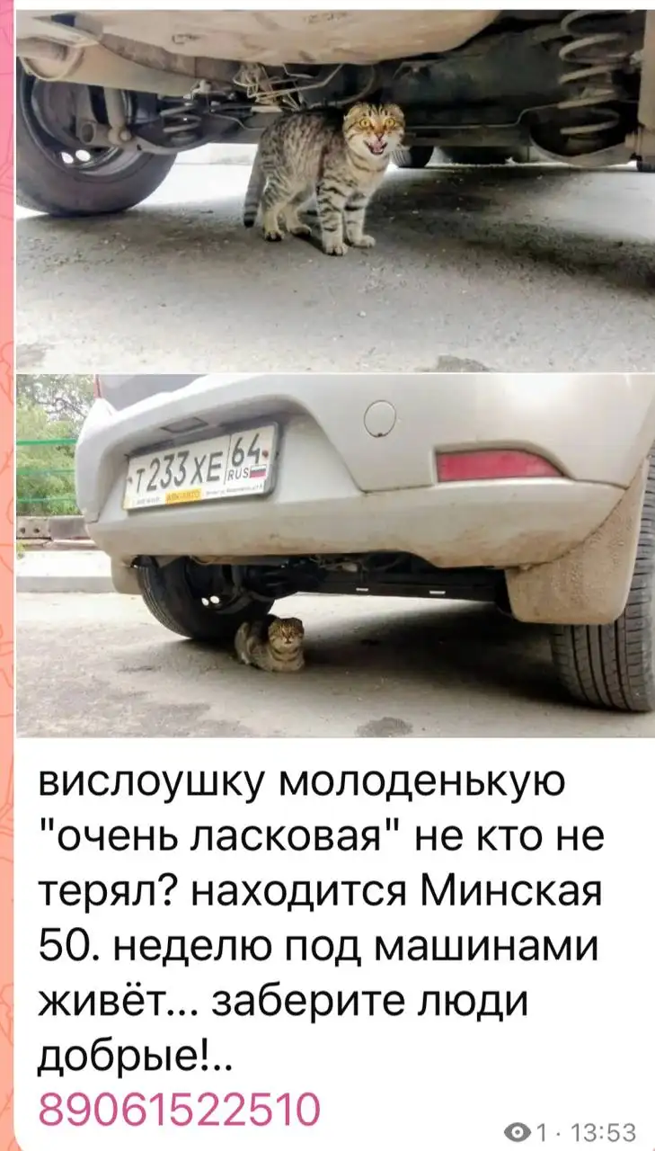 Потеряшки в Саратове и области - Животные в Саратов