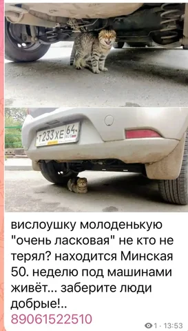 Потеряшки в Саратове и области - Отдам в добрые руки в Саратов
