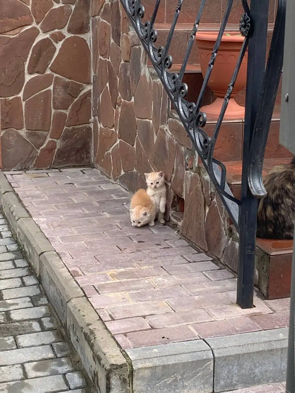Отдаём котят в добрые руки - Кошки (Животные) в Саратов