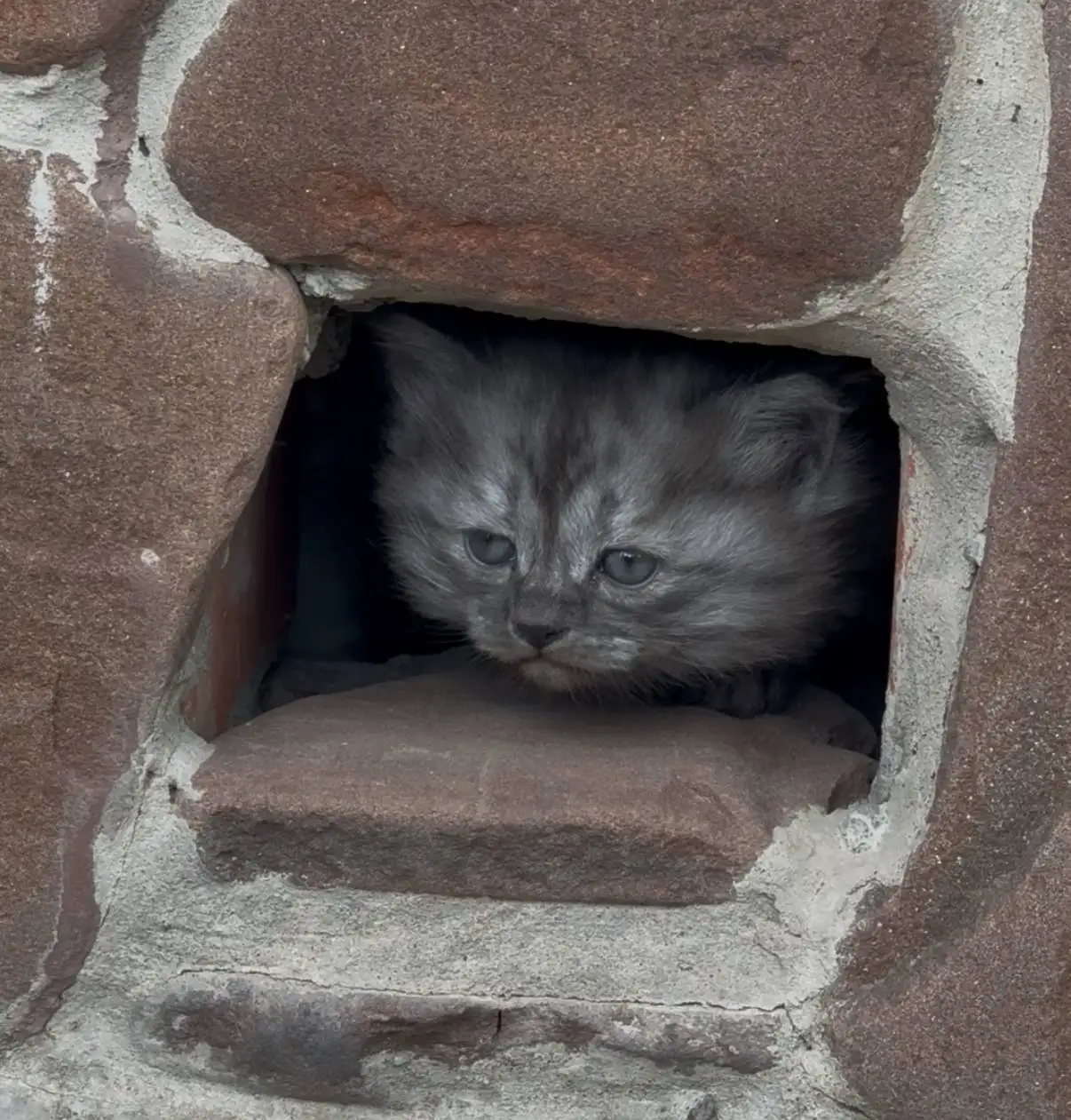 Отдаём котят в добрые руки - Кошки (Животные) в Саратов