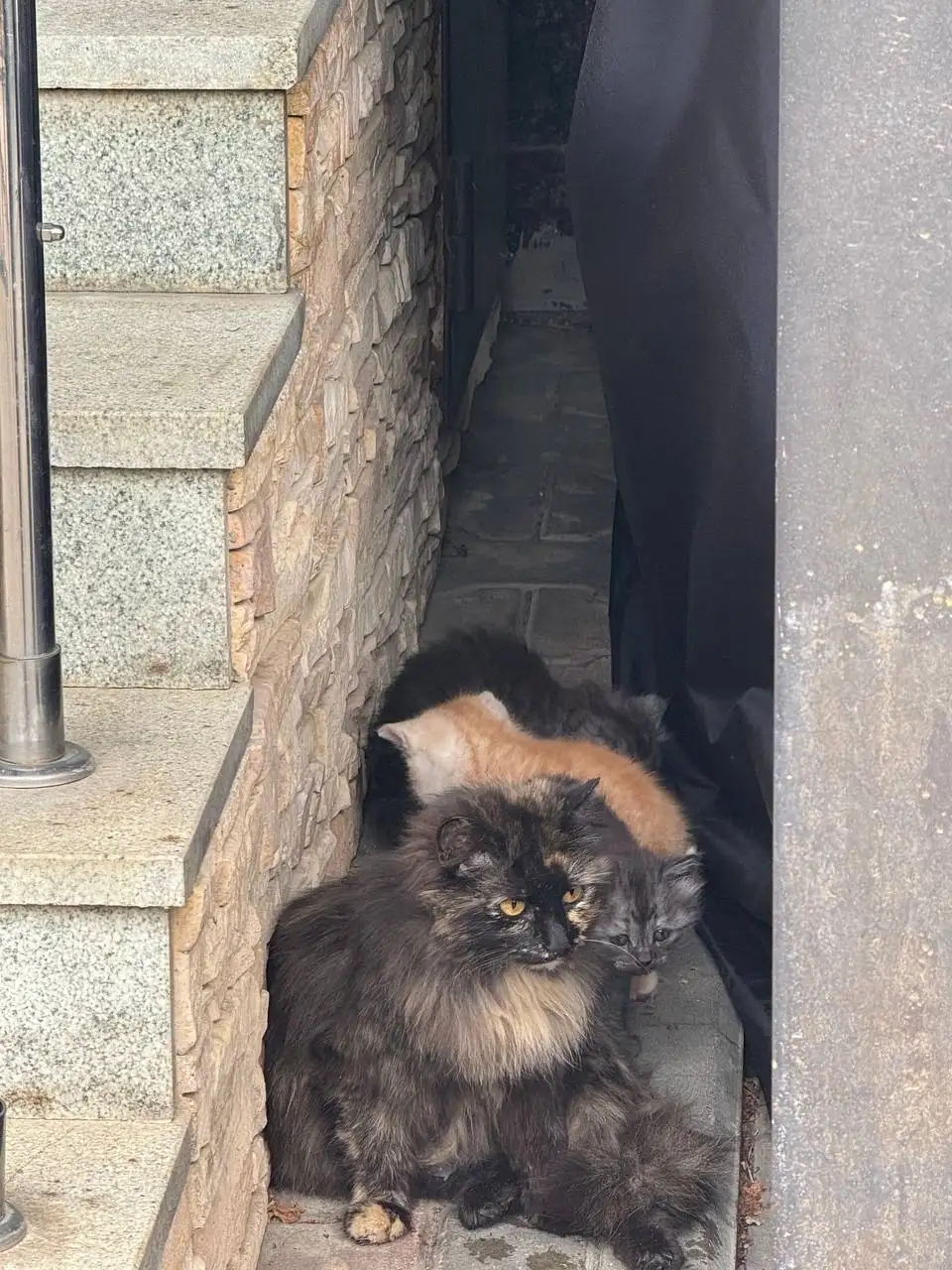 Отдаём котят в добрые руки - Кошки (Животные) в Саратов