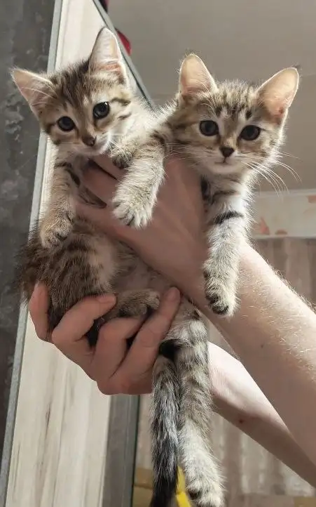 Кошки ищут дом - Кошки (Животные) в Энгельс