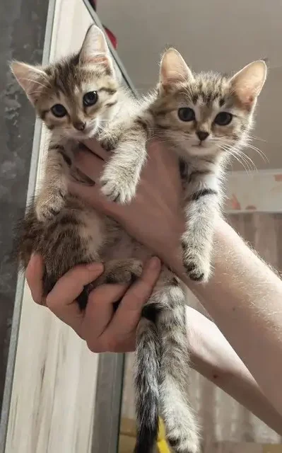 Кошки ищут дом - Потеряшка в Энгельс