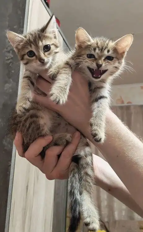 Кошки ищут дом - Кошки (Животные) в Энгельс