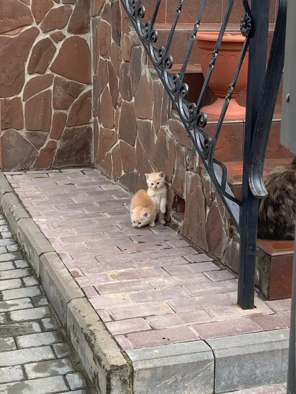 Отдаём котят в добрые руки - Отдам в добрые руки (Животные) в Саратов