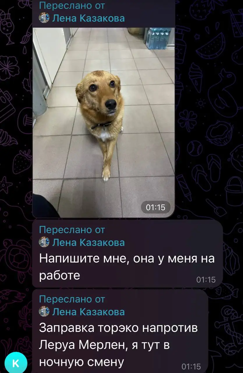 Потеряшки: Помощь в поиске животных - Потеряшки (Животные) в Саратов