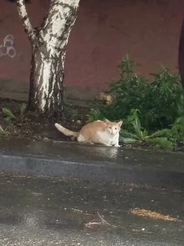 Найден котик на ул. Скоморохова - Отдам в добрые руки в Саратов