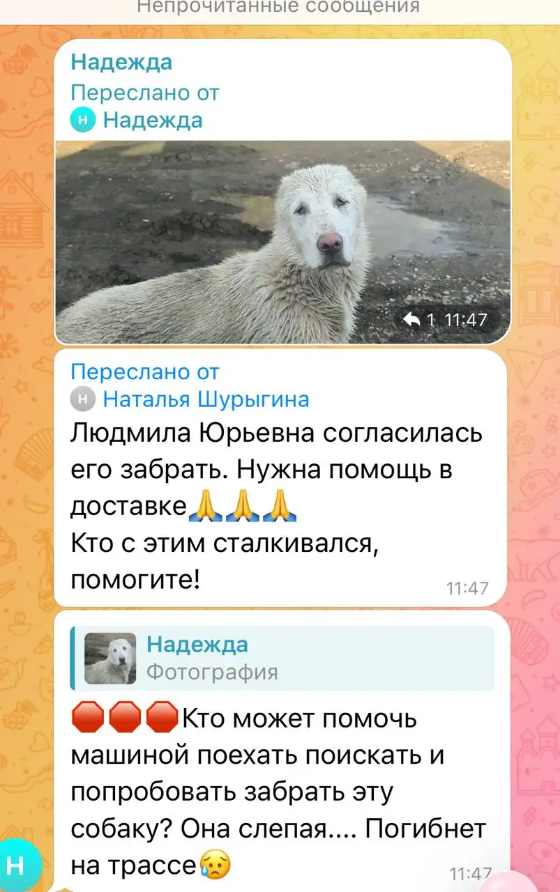 Приют Верность берет собаку - Животные в Саратов