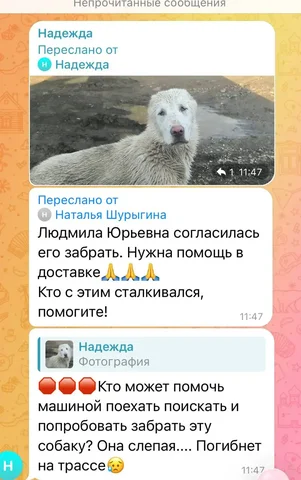 Приют Верность берет собаку - Потеряшка в Саратов
