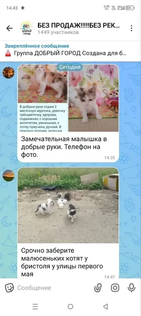 Котята в Красноармейске ищут дом - частное объявление в Красноармейск