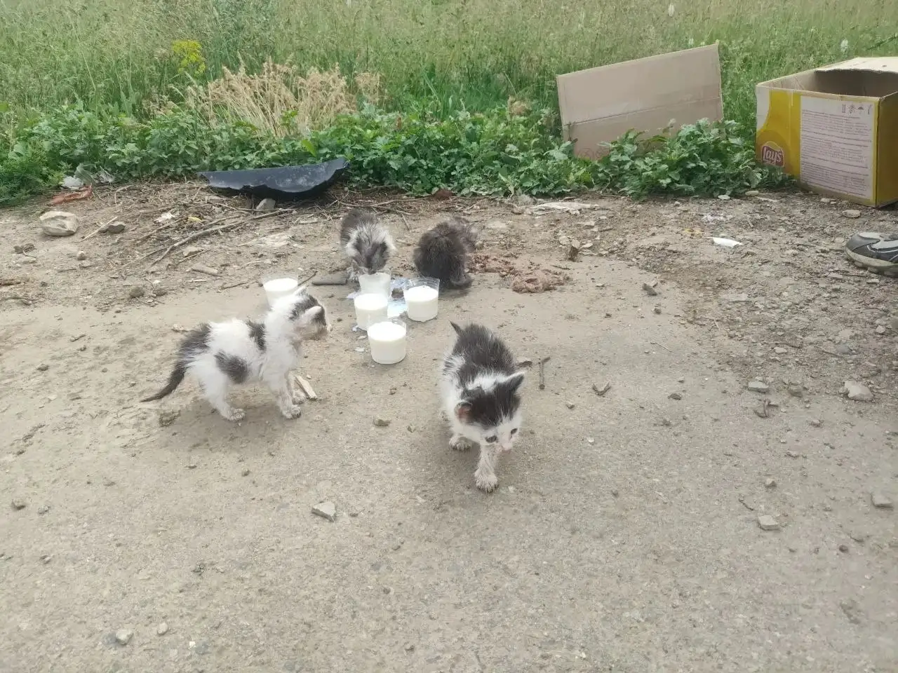 Котята в Красноармейске ищут дом - Животные в Красноармейск