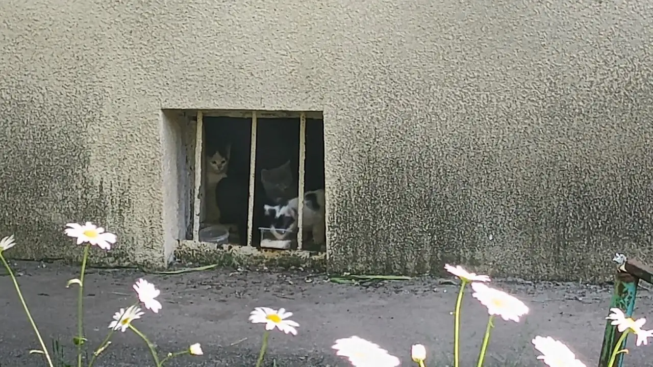 Котята 2 месяца, отдается в добрые руки - Кошки (Животные) в Саратов