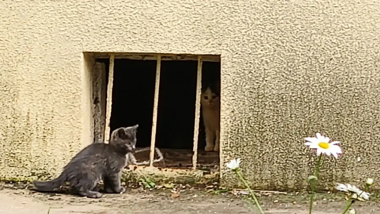 Котята 2 месяца, отдается в добрые руки - Кошки (Животные) в Саратов