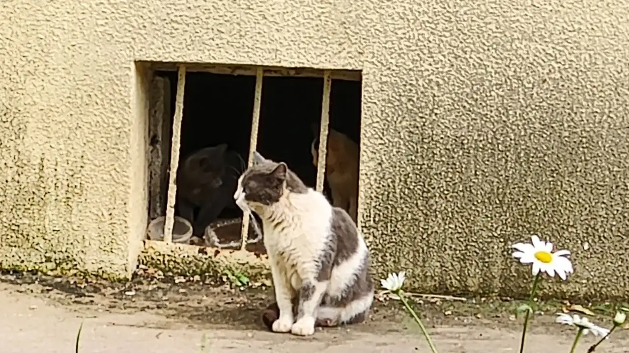 Котята 2 месяца, отдается в добрые руки - Кошки (Животные) в Саратов