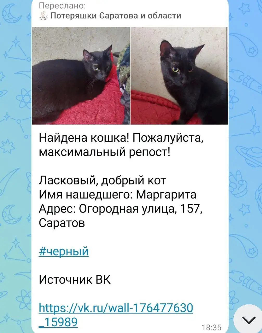 Найдена кошка в Саратове - Null (Животные) в Саратов