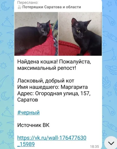 Найдена кошка в Саратове - Отдам в добрые руки в Саратов