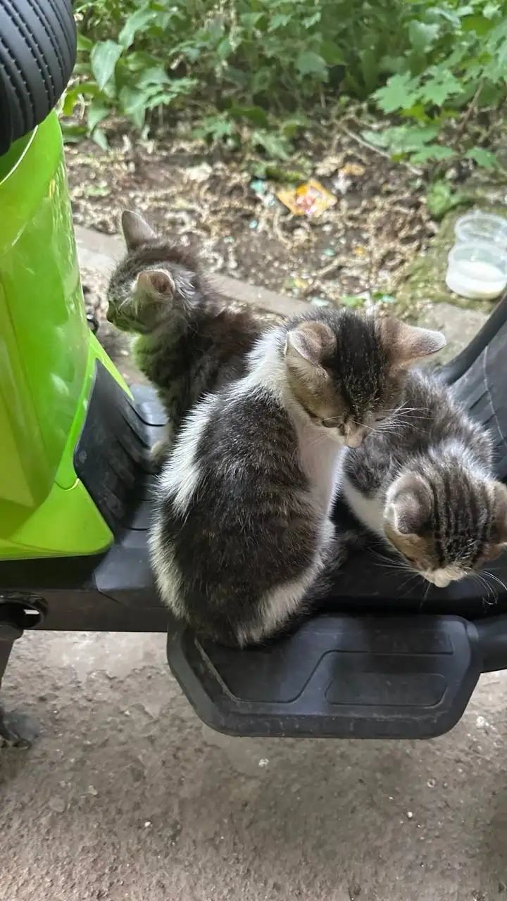 Бесплатно отдают котят, 1.5 месяца - Животные в Саратов