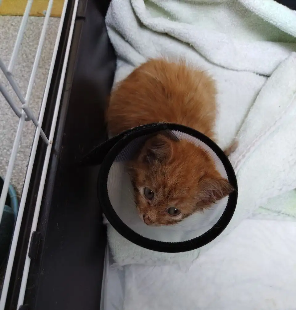 Сбор на спасение котенка - Кошки (Животные) в Саратов