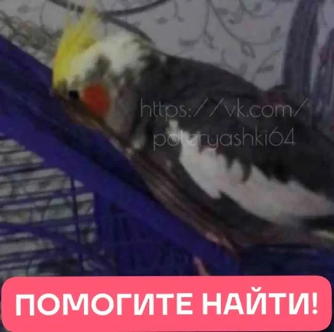 Пропал попугай Корелла - частное объявление в Саратов