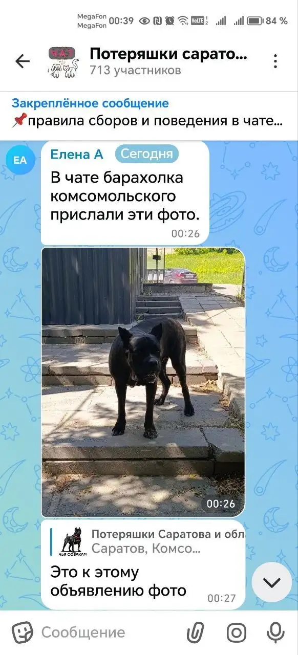 Потерялся кане-корсо в Саратове - Потеряшки (Животные) в Саратов