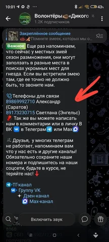 Потеряшки Саратов - частное объявление в Саратов