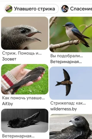 Ищут передержку для раненого стрижа - частное объявление в Саратов