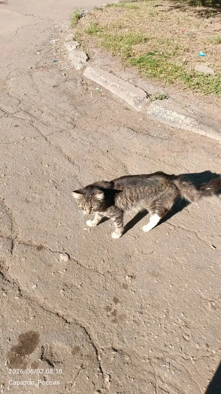 Помощь коту из-под плит - Животные в Саратов