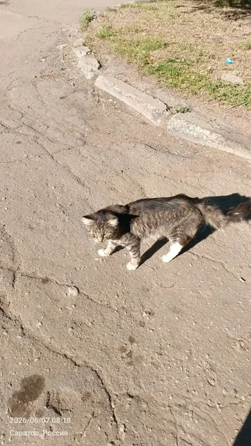 Помощь коту из-под плит - частное объявление в Саратов