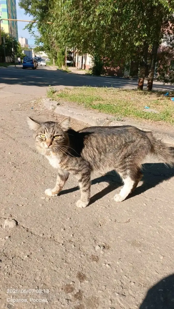 Помощь коту из-под плит - Животные в Саратов