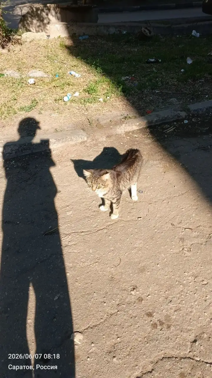 Помощь коту из-под плит - Животные в Саратов