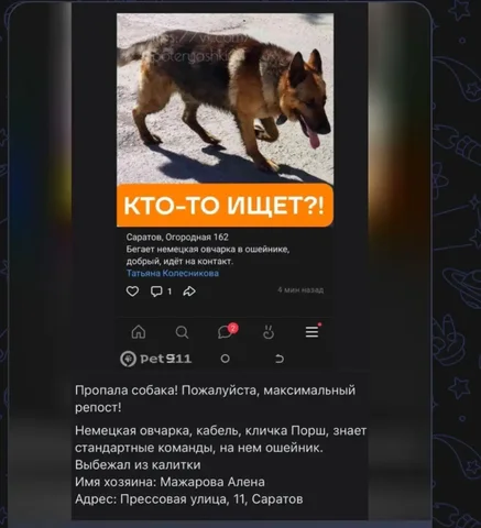 Потерялась овчарка - Передержка животных в Саратов