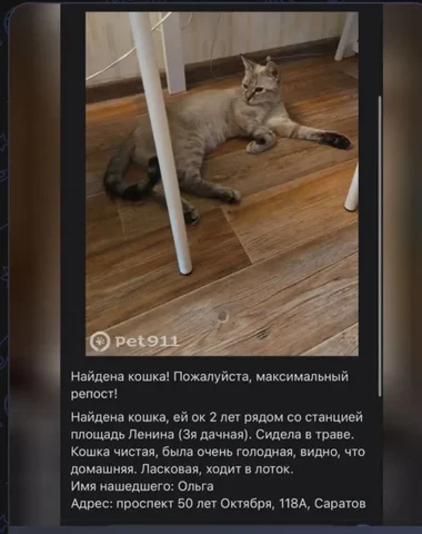 Потеряшки Саратов - Потеряшка в Саратов