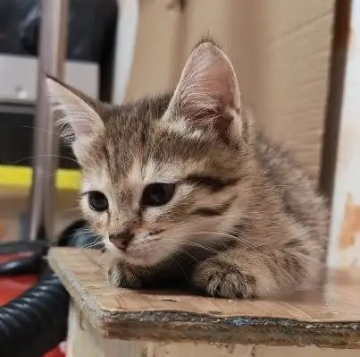 Кошка Тосенька ищет дом - Животные в Энгельс