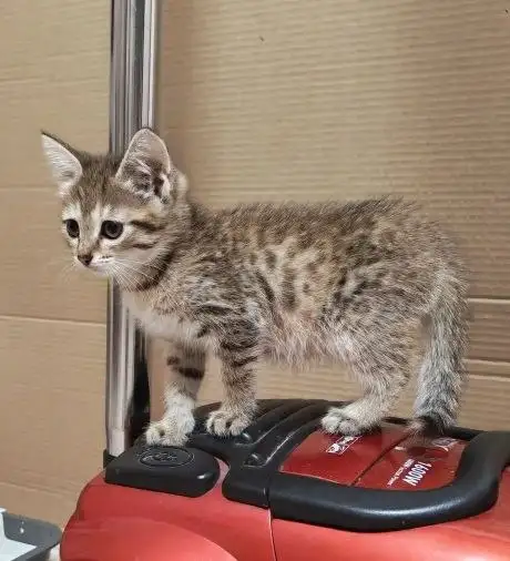 Кошка Тосенька ищет дом - Животные в Энгельс