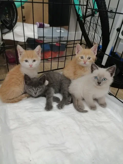 Ищут дом ручные котята - Передержка животных в Саратов