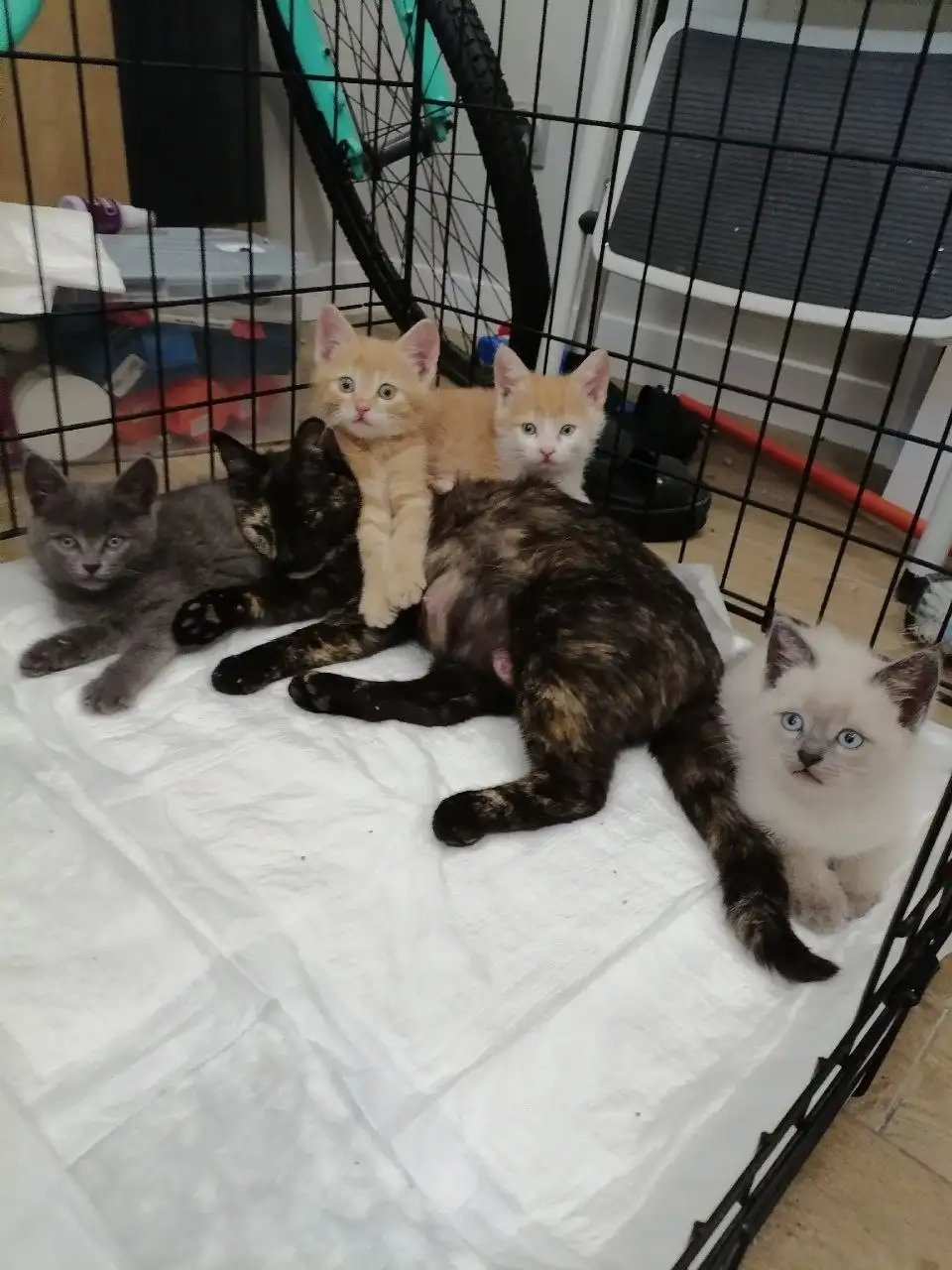 Ищут дом ручные котята - Кошки (Животные) в Саратов