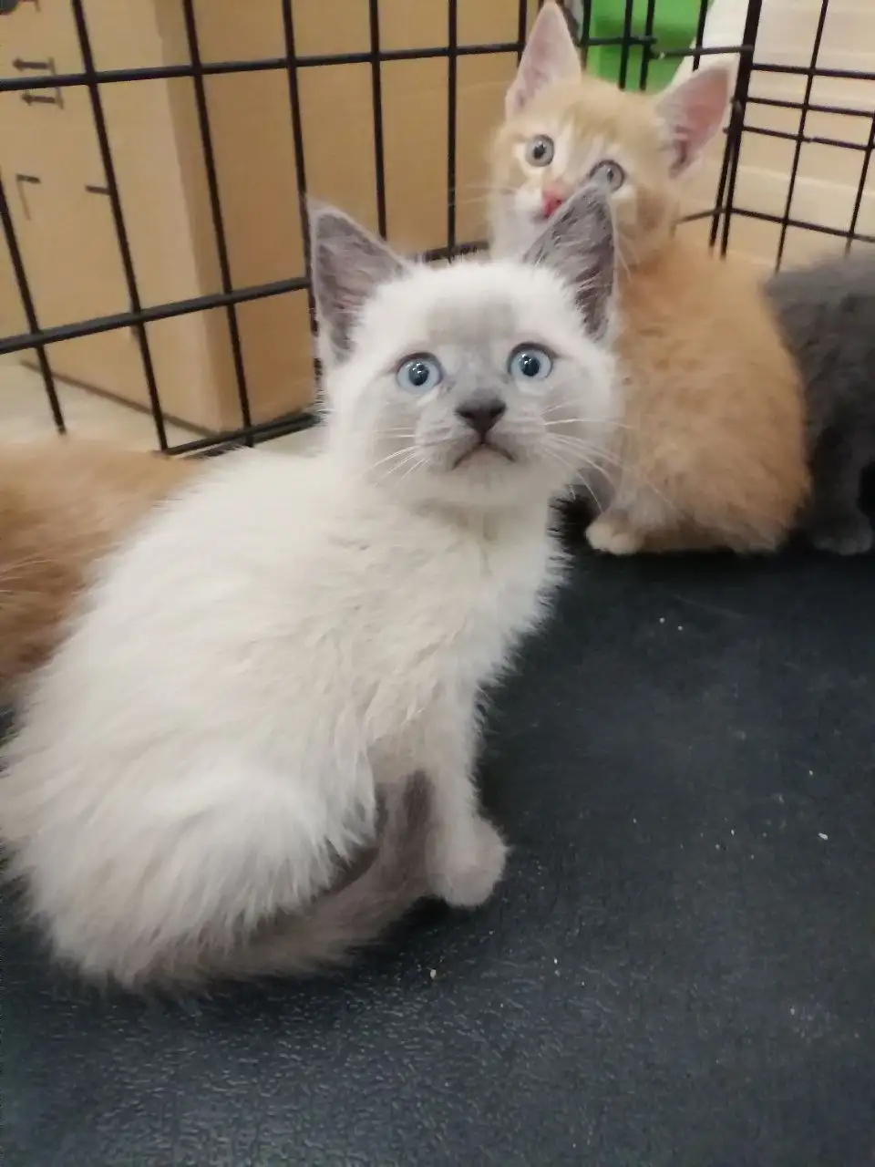 Ищут дом ручные котята - Кошки (Животные) в Саратов