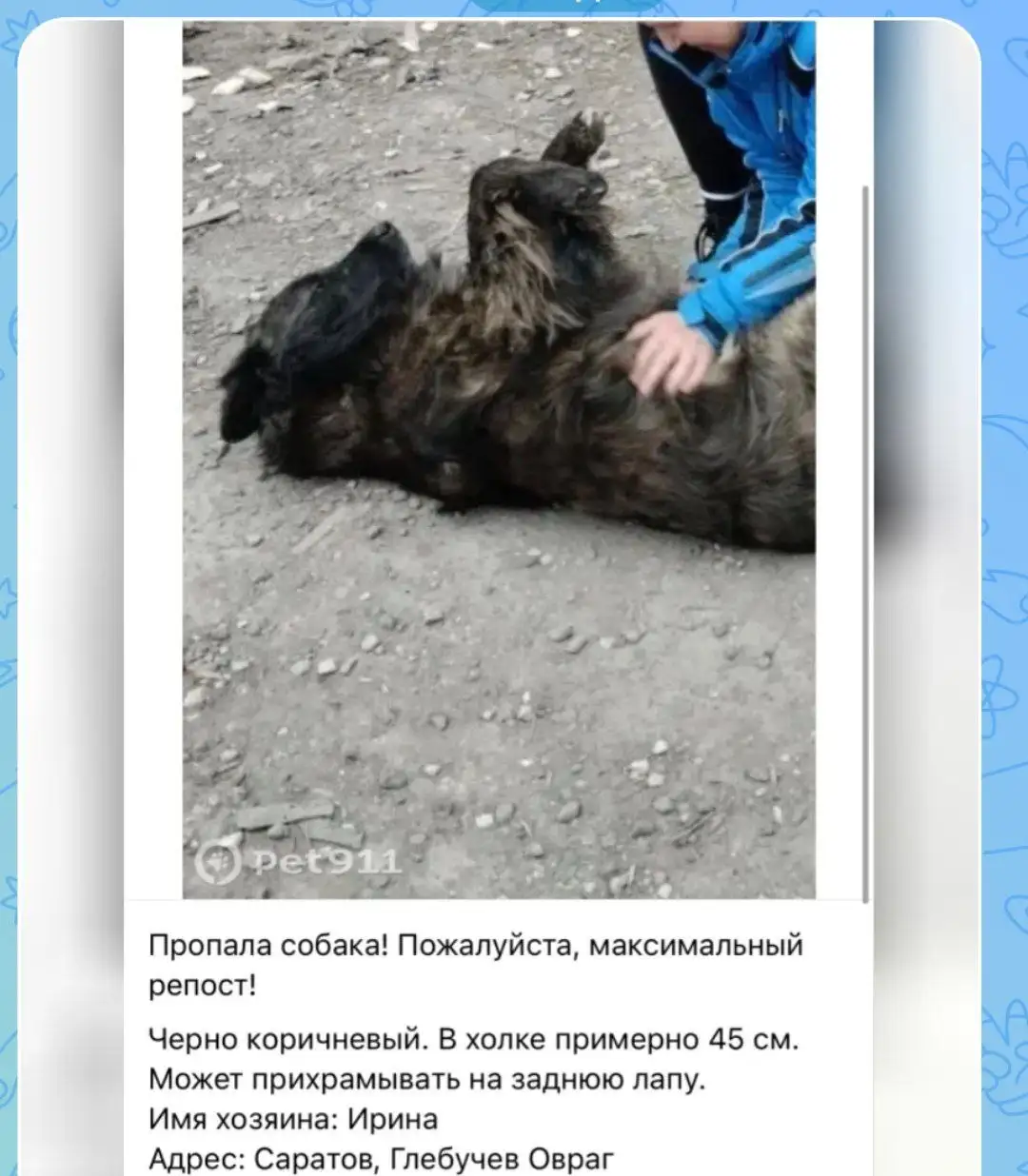 Пропала собака - Потеряшки (Животные) в Саратов