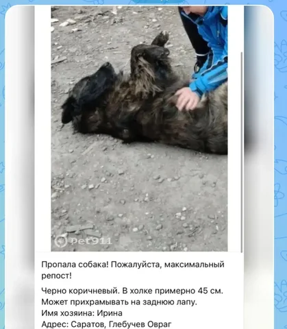 Пропала собака - Передержка животных в Саратов