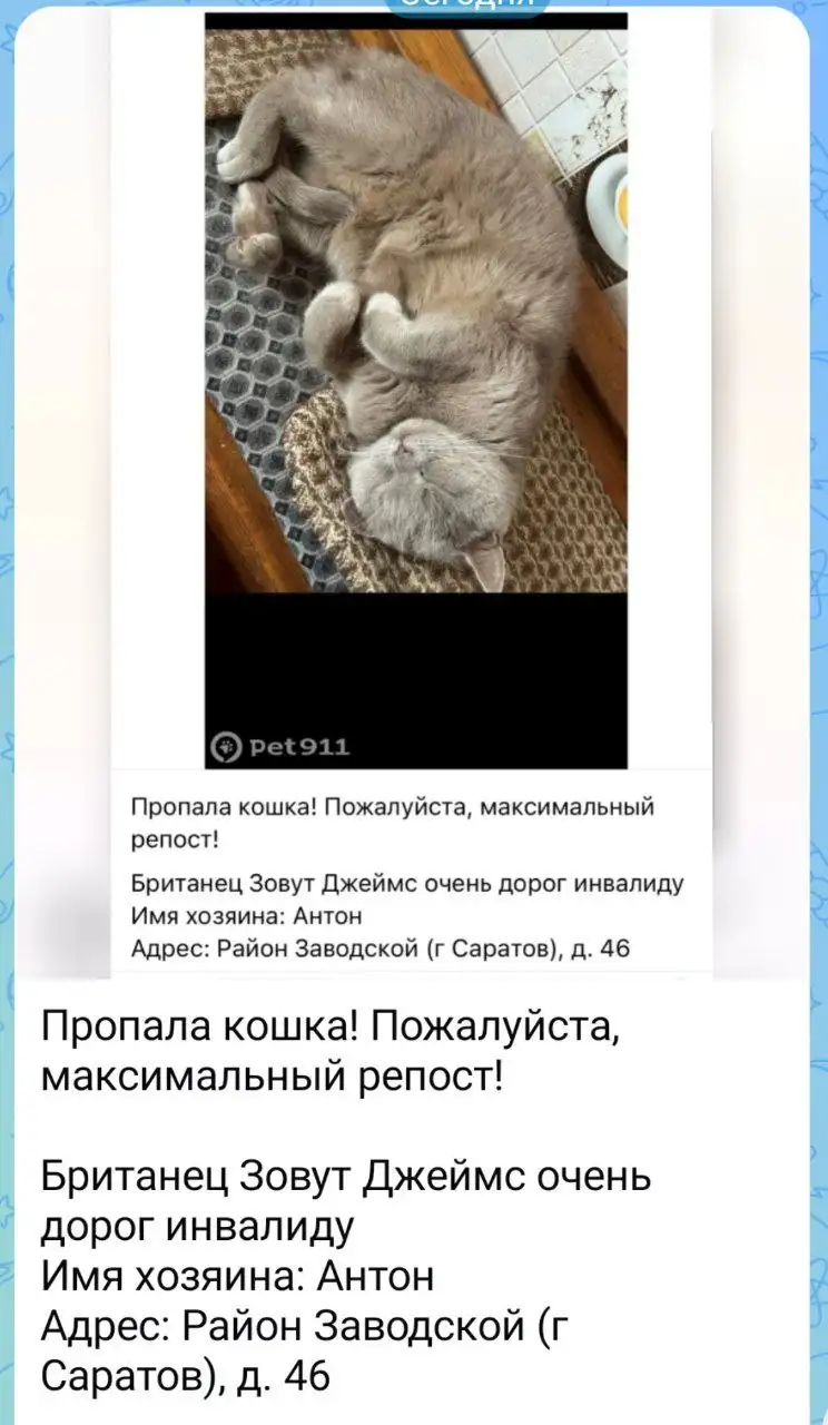 Пропала кошка! Ищем Джеймса - Кошки (Животные) в Саратов