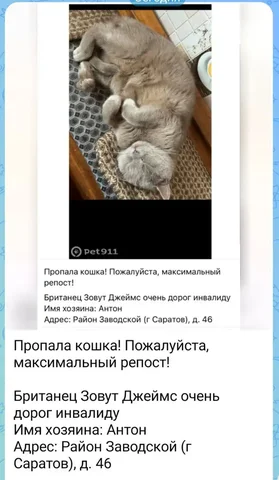 Пропала кошка! Ищем Джеймса - Передержка животных в Саратов