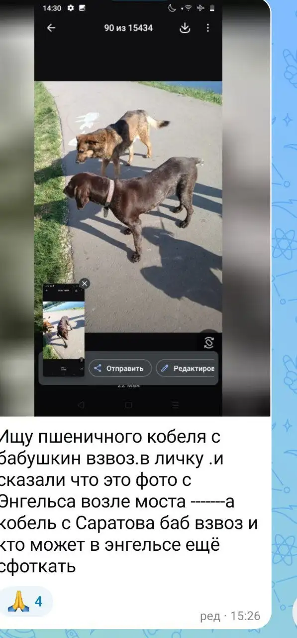 Ищу пропавшую собаку (пшеничного окраса) и возможную с течной сукой в Энгельсе - Потерянные и найденные животные (Животные) в Энгельс